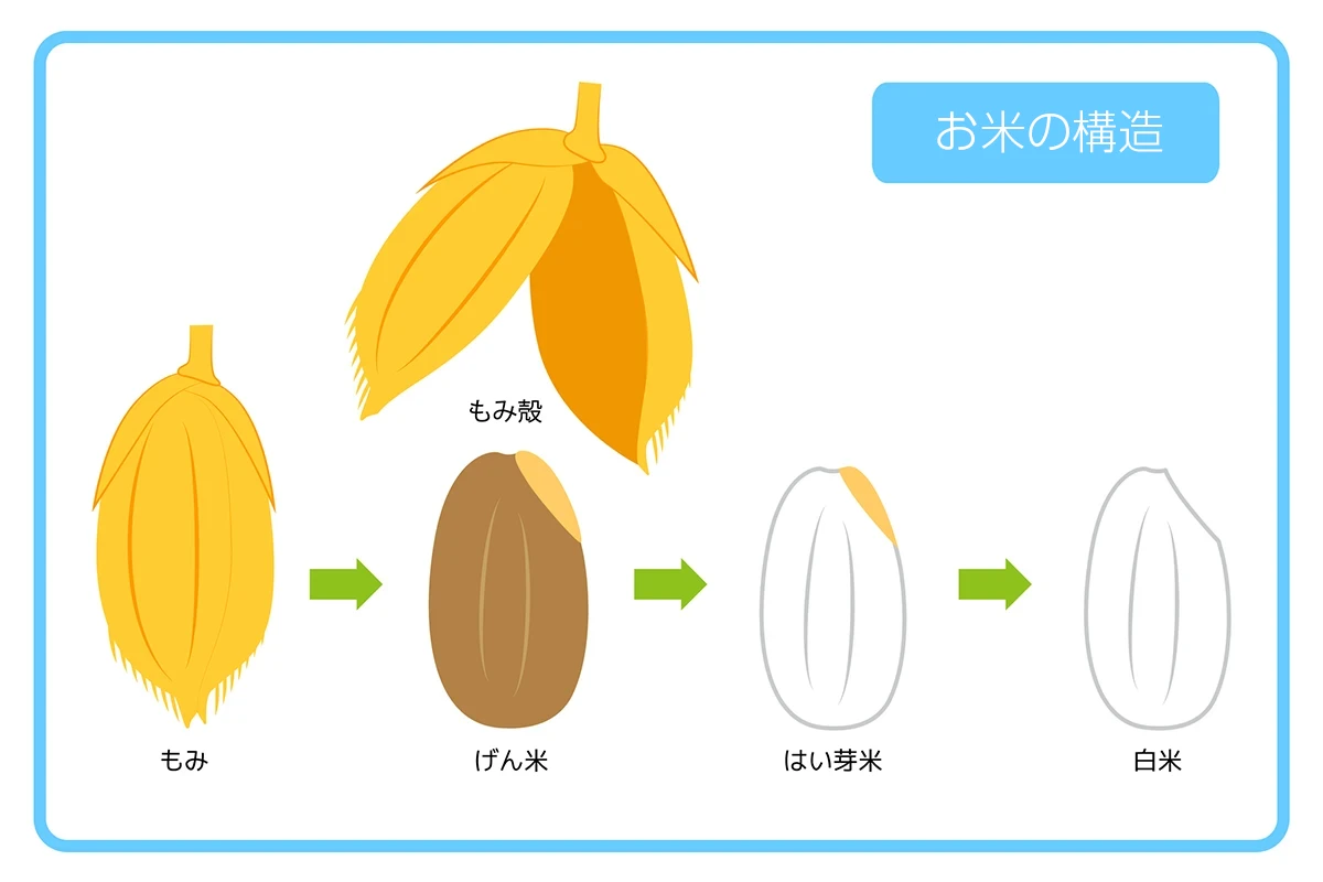 お米の構造