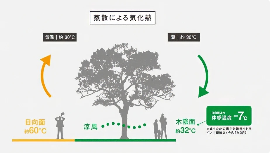 蒸散による気化熱説明図